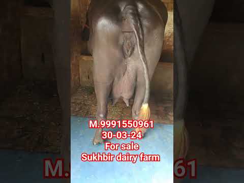 #buffalo #for #sale #buffalo #guhna #village #16kg #dud #sukhbir #dairy #farm