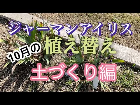 ガーデンアイリス