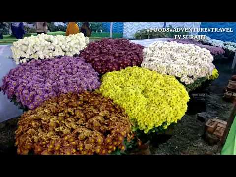 Many types of chrysanthemum flowers