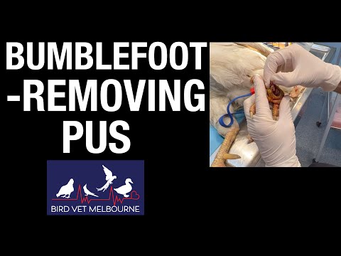 Rooster with bumblefoot (pododermatitis) receives treatment at Bird Vet Melbourne