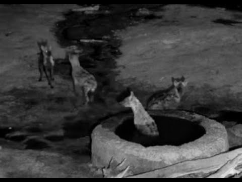 Spotted Hyena at Hyena pan, some disputes going on off cam