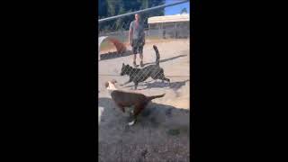 Video preview image #1 Mutt Puppy For Sale in Shelburne, VT, USA