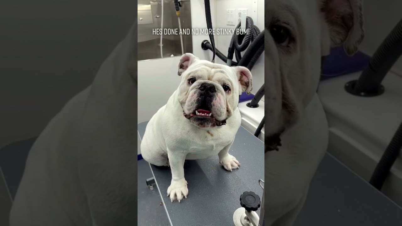 How to treat an infected Bulldog's tail? Tipseri