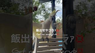 キバタンの恐喝 #犬 #ラブラドール #キバタン #鳥 #dog #labrador #cockatoo #dogshorts #birdfeeding