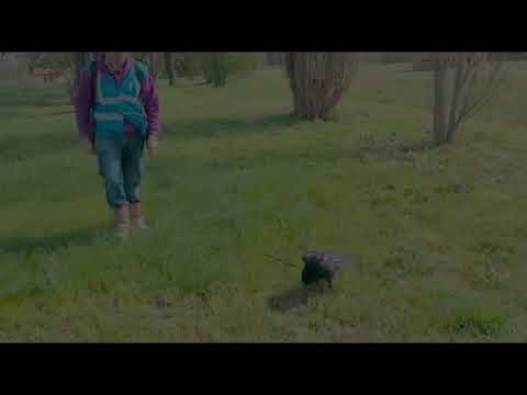 Loki’s first walk at his new home.