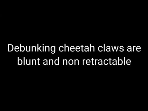Debunking cheetah claws are blunt and non-retractable.