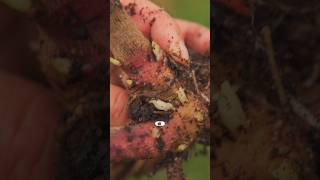 Digging DAHLIAS & Putting the Garden to Bed