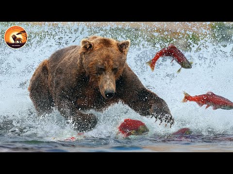 Grizzly Bears Fight for Survival in the Alaskan Salmon Run | Animal Documentary