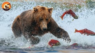 Grizzly Bears Fight for Survival in the Alaskan Salmon Run | Animal Documentary