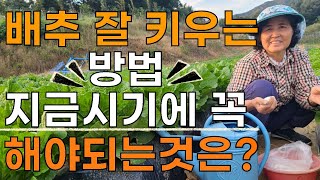 김장배추 웃거름 하는방법 추비하는법 - Cabbage farming.