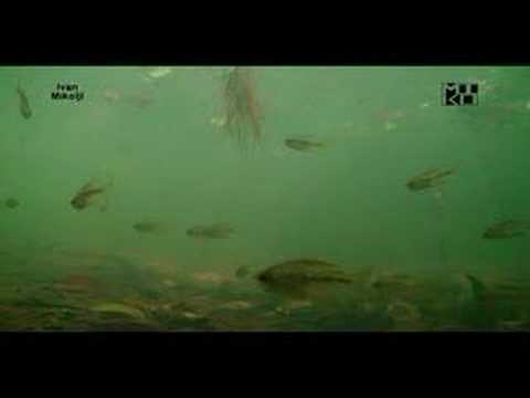 Moenkhausia pittieri v prírodnom biotope