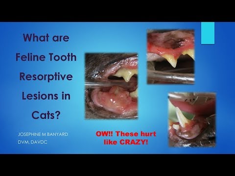 Feline Tooth Resorption