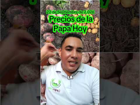 Precios de la Papa hoy en Corabastos Bogotá 🧑‍🌾🥔🥔🥔 #corabastos #boyaca #nariño #cundinamarca #shorts