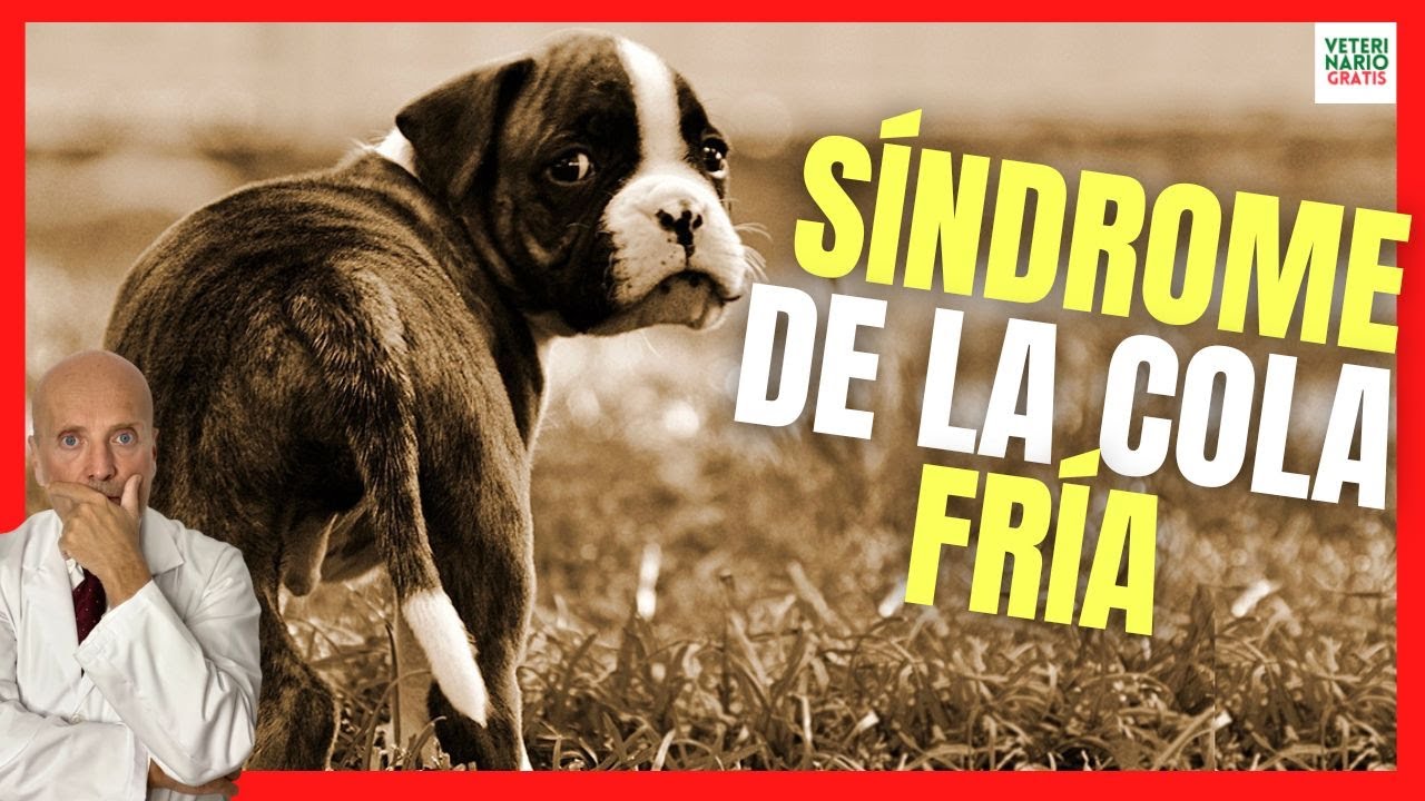 Watch 🐶 ¿CÓMO CURAR EL SÍNDROME DE LA COLA FRÍA EN PERROS 🐶 MI PERRO NO LEVANTA LA COLA Y LE DUELE Now 🐶 ¿CÓMO CURAR EL SÍNDROME DE LA COLA FRÍA EN PERROS 🐶 MI PERRO NO LEVANTA LA COLA Y LE DUELE