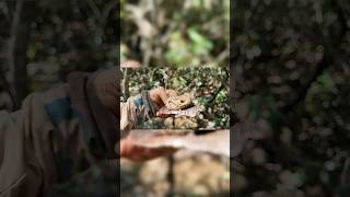SÓ NA CAÇADA! #javalibrasil #caçadejavali #hunt #hunting #caca #wildlife #wildanimals #wildboar