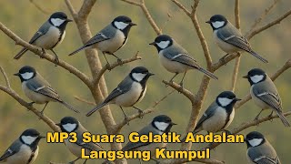 Download lagu Mp3 Suara Pikat Gelatik Batu Ribut Ampuh Langsung Nyamber | | Gelatik Batu Gacor mp3