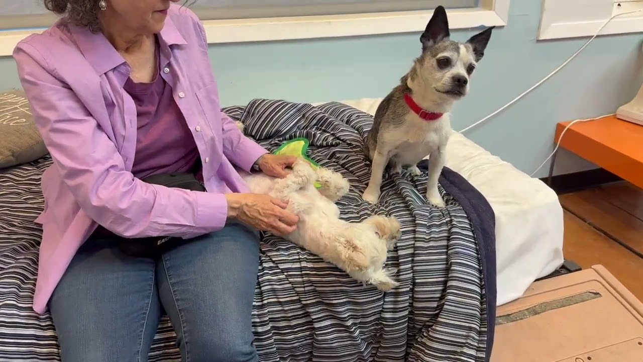 Enlarge Bonbon, a ADOPTABLE mixed breed in Walnut Creek, CA video 1/3