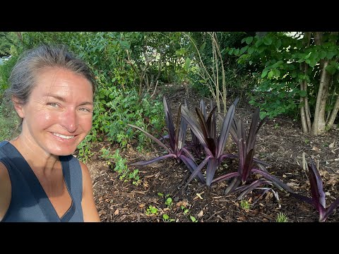 Gardening under an Oak Tree