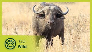 Buffalo - Africa's Wild Wonders - The Secrets of Nature