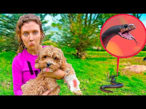A Snake Attacked And BIT My Puppy!