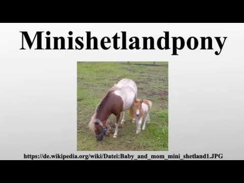 Minishetlandpony