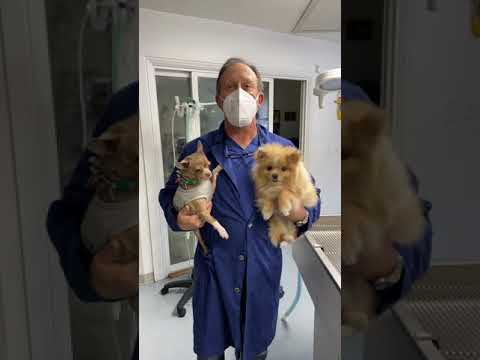 Cute Little Dogs Dental Care