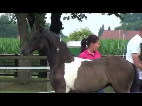 *2016 Stutfohlen von Morricone - Sambucco B