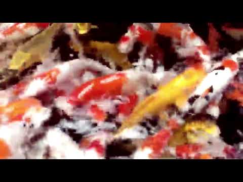 Nyanyian GPM no.229 _ Berkatilah, ya Tuhan (lirik ada pada deskripsi)