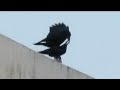 JUNGLE CROW, CORVUS MACRORHYNCHOS,  FEEDING THE YOUNG