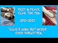 Goodbye Ellie Ellie The Pug Tribute Video