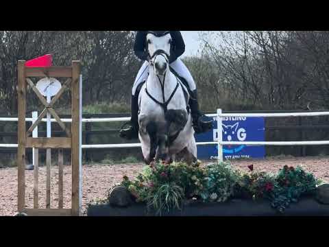 6 year old Connemara Gelding - Image 2