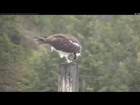 Hellgate ospreys MT  4 27 19 302pm Headless fish delivery for Iris from Louis