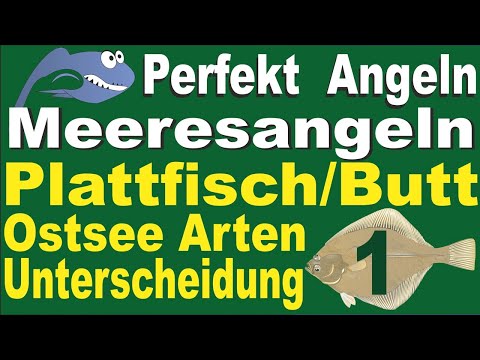 Perfekt Angeln – Plattfischangeln Teil 1 – Arten deutsche Ostsee, Unterscheidung, Tipps für Angler