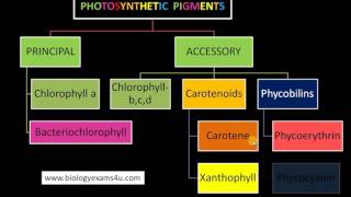 3 Major Classes of Pigments in Photosynthesis