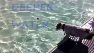 Dog Daze of Summer, Black Mountain Rec Center