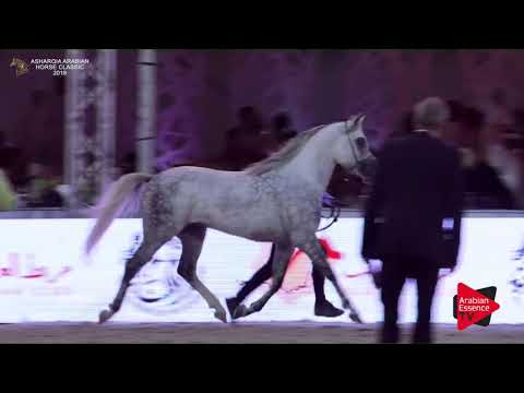 N.260 SHAMEL AL KHALEDIAH - Asharqia Classic 2018