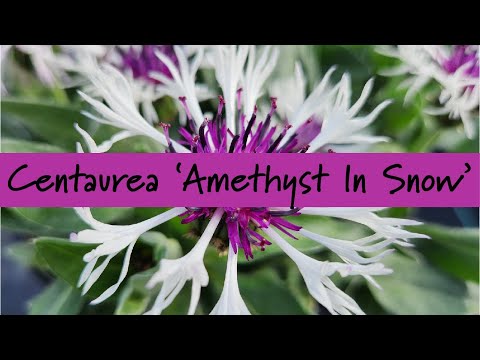 Centaurea ‘Amethyst In Snow’ at Prides Corner Farms