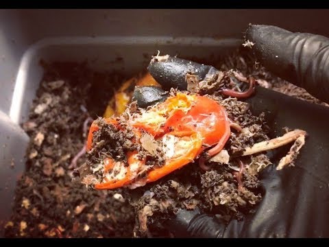 Experimental Worm Bin: Week 17 Update