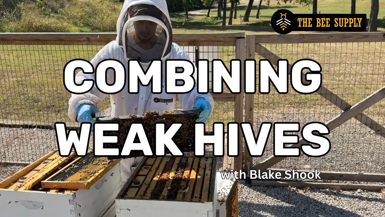 BEEKEEPING: Combining WEAK FALL Hives
