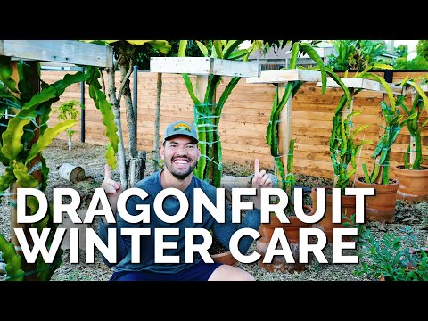 How to Grow Dragon Fruit Part 1 Soil Sun Water Containers and Fertilizing