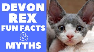 Devon Rex Cats 101 : Fun Facts & Myths