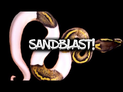 The 'Sandblast' Ball Python!