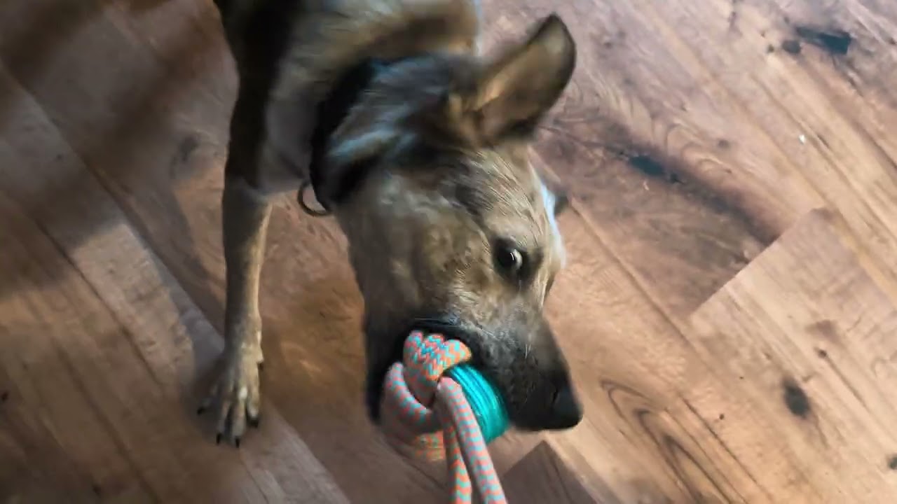 Enlarge Chili, a Adoptable mixed breed in Olympia, WA video 2/5