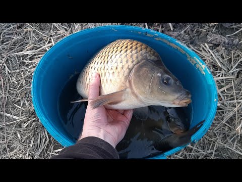 Eliberare  crapi in balta  de acasa #4