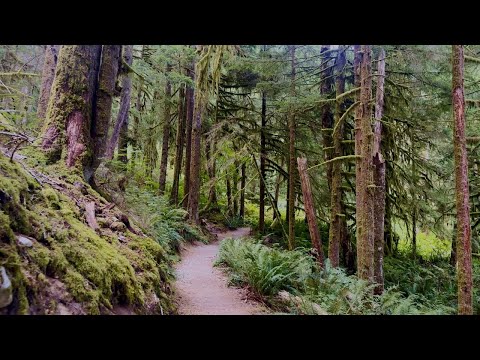 Pratt River Trail | Relaxing ASMR Hiking in Washington Forest
