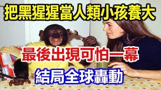 [問卦] 黑猩猩是不是可能發展出文明