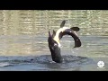 Great Cormorant Catches And Eats A Huge Carp Actually A Tench