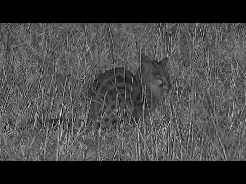 Djuma: Large Spotted Genet - 00:27 - 07/04/19