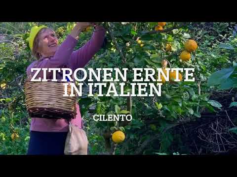 Zitronenernte in Italien. Zitrusfrüchte entdecken im Cilento