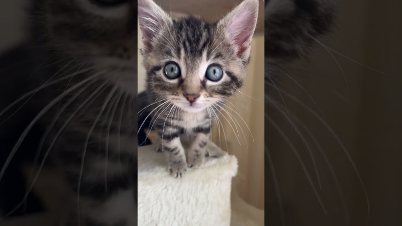 Enlarge Bok Choy, an adopted Domestic Short Hair in Lemoyne, PA video 5/5